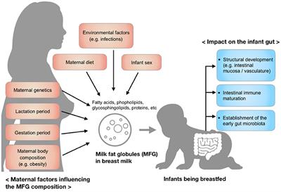 Compositional Dynamics of the Milk Fat Globule and Its Role in Infant Development